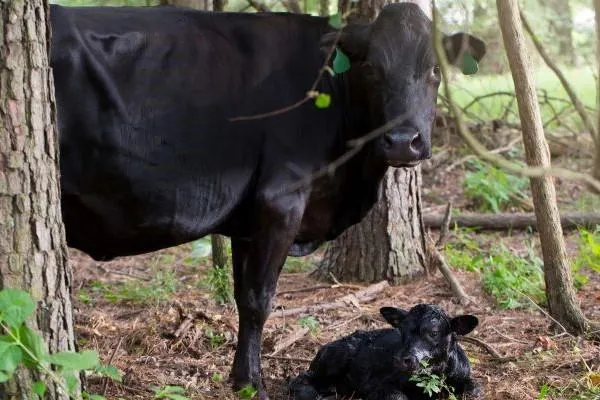 Black cow with newborn calf