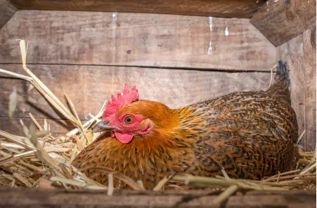 Sitting hen
