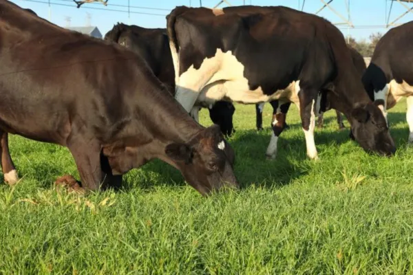 Study reveals flaws in animal protection laws