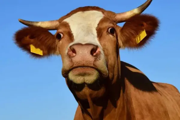 Polled vs Horned Cattle