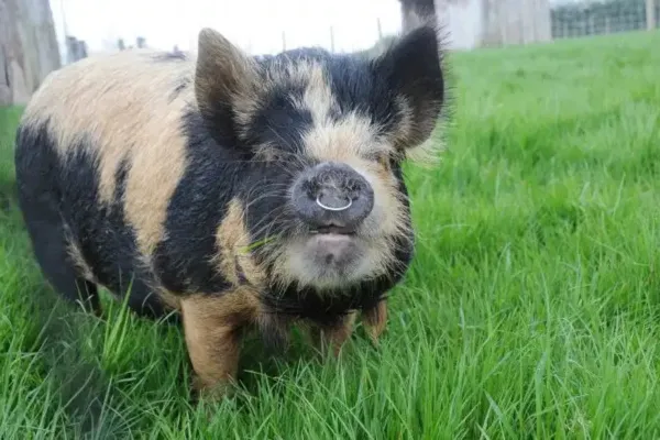 Kunekune Nutrition