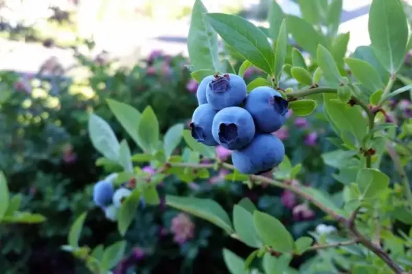 Your Backyard Fruit Bowl – Blueberries