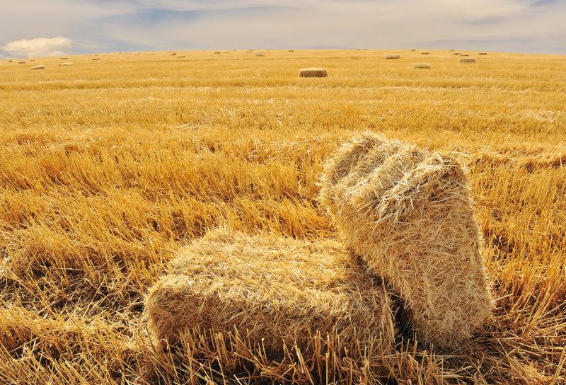 Farming Diary for January 2025