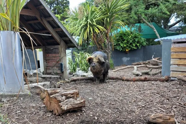 Design the Perfect Pig Enclosure