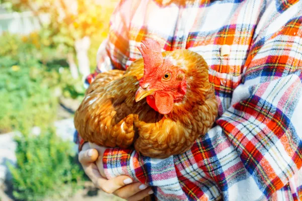 What You Need To Know When Rehoming Commercial Ex-layers