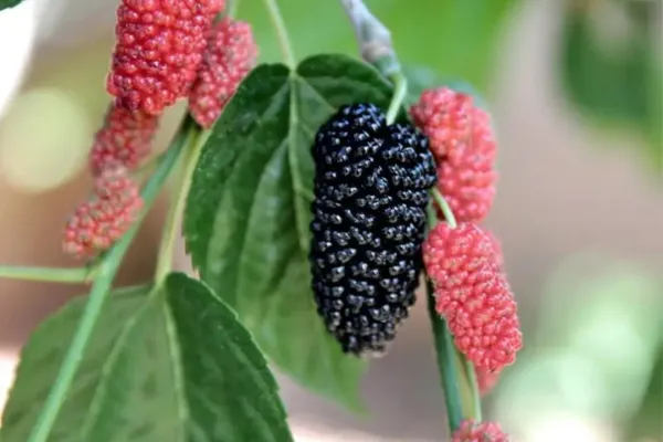 black mulberries on a tree