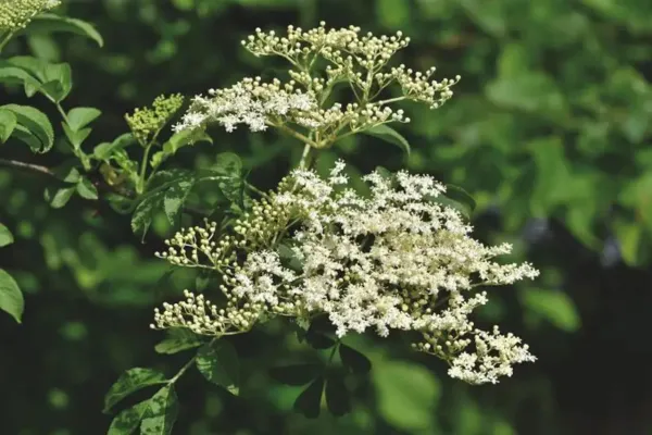 white elderflowers blooming on a tree