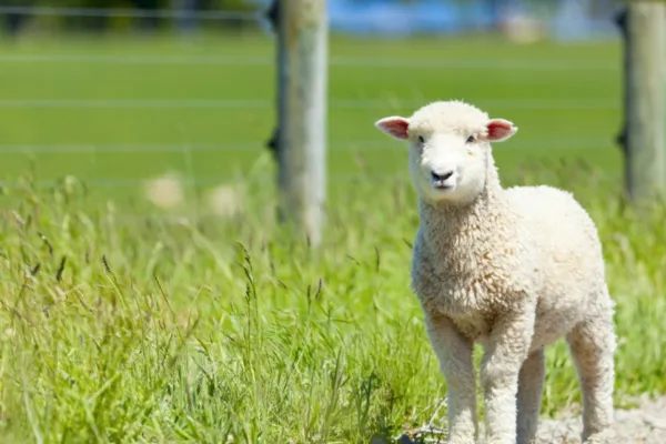 Farming Diary for October