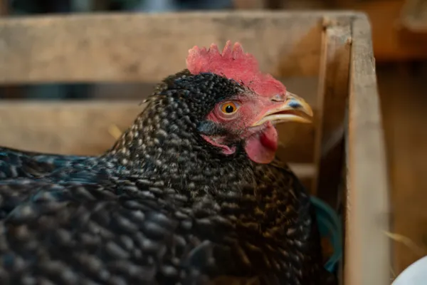 A Homeowner's Guide to Chicken Health Checks