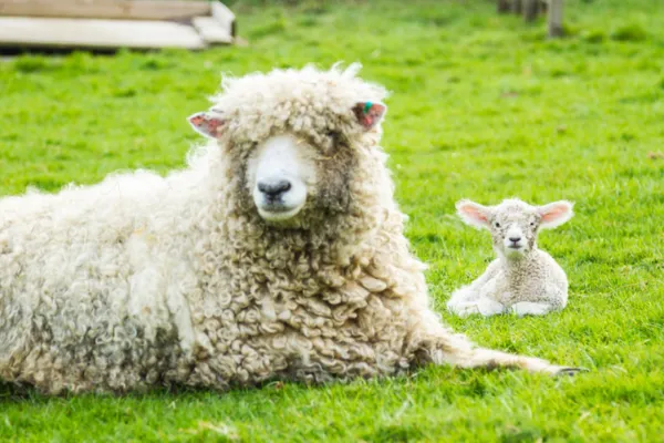 5 RULES to set your ewes up for a smooth lambing season