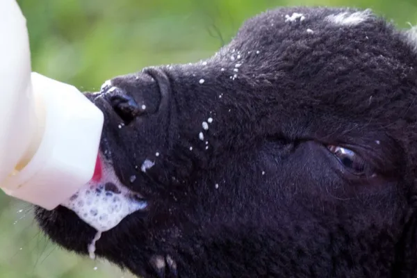 How to make yoghurtised milk