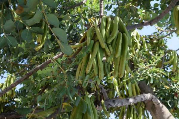 Your Backyard Fruit Bowl – Carob