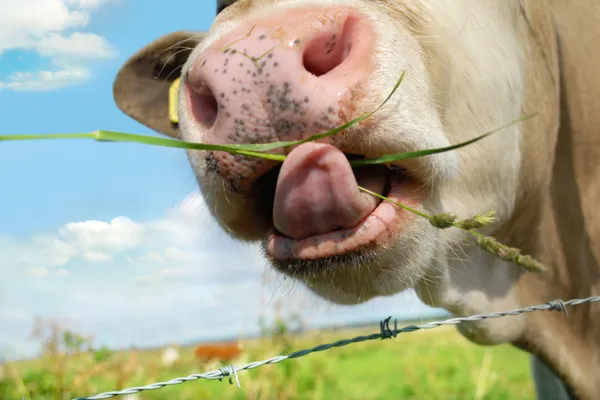 How much grass do livestock need?