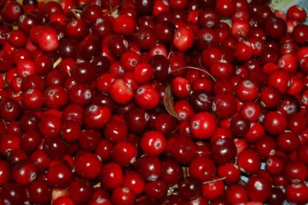 Cranberry Fruit Image by Alexey Hulsova
