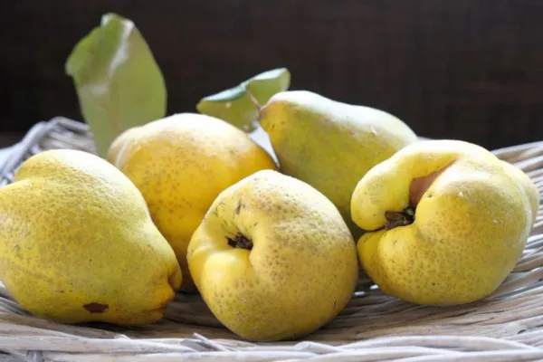 Your Backyard Fruit Bowl – Quince