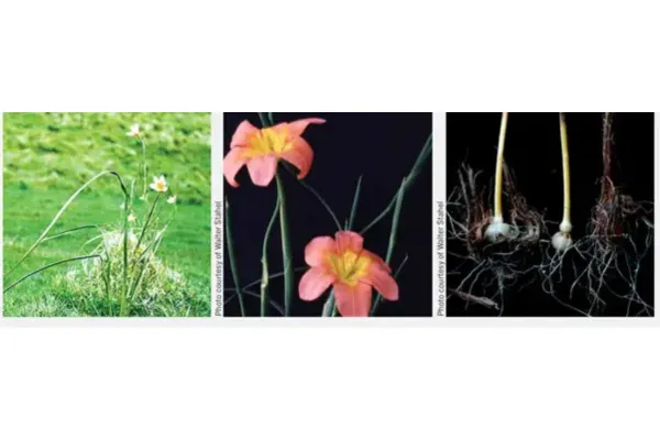 A pretty, poisonous and persistent pest: Cape Tulip