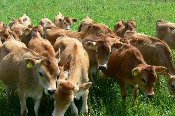 How Do I Introduce New Animals Into The Flock Or Herd?