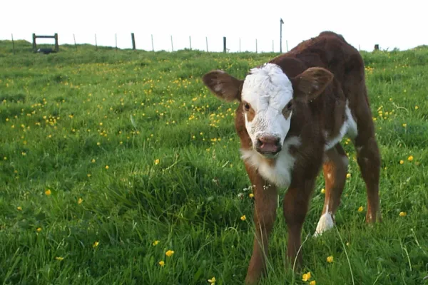 Calf