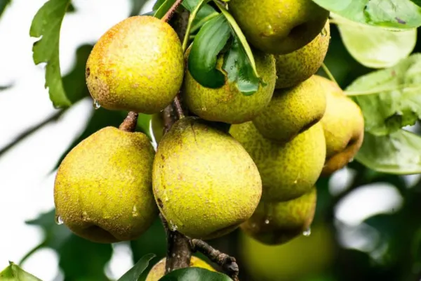 Your Backyard Fruit Bowl – Pears