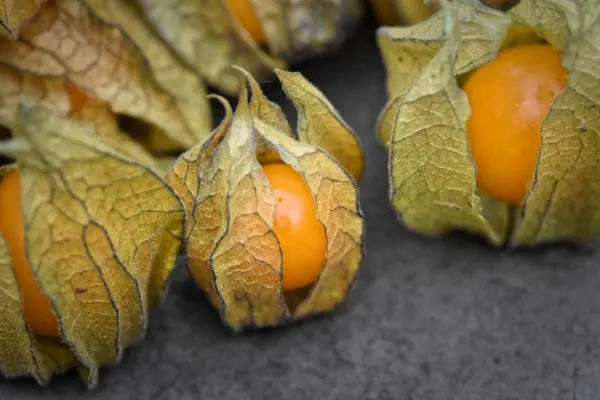 Your Backyard Fruit Bowl – Cape gooseberries