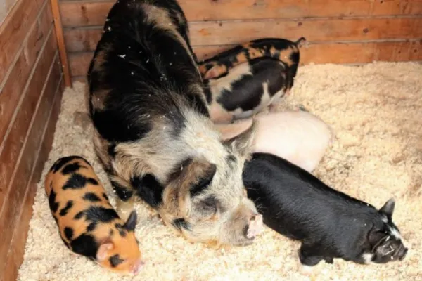 Kunekune Pigs