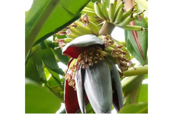 Growing Bananas