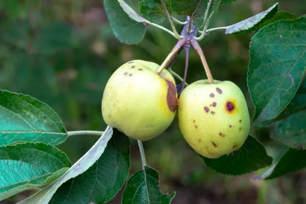 Codling moth