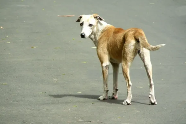 Dog on the road