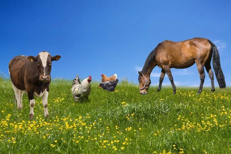 Livestock units