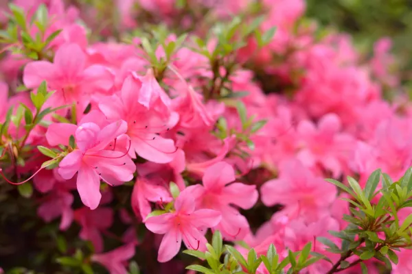 Rhododendron poisoning