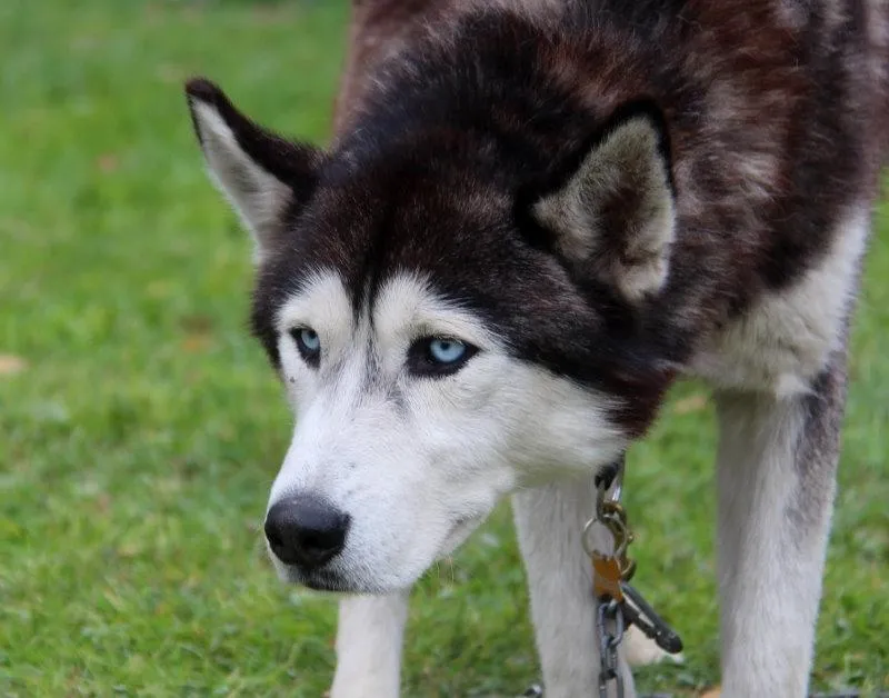 Dogs that kill sheep