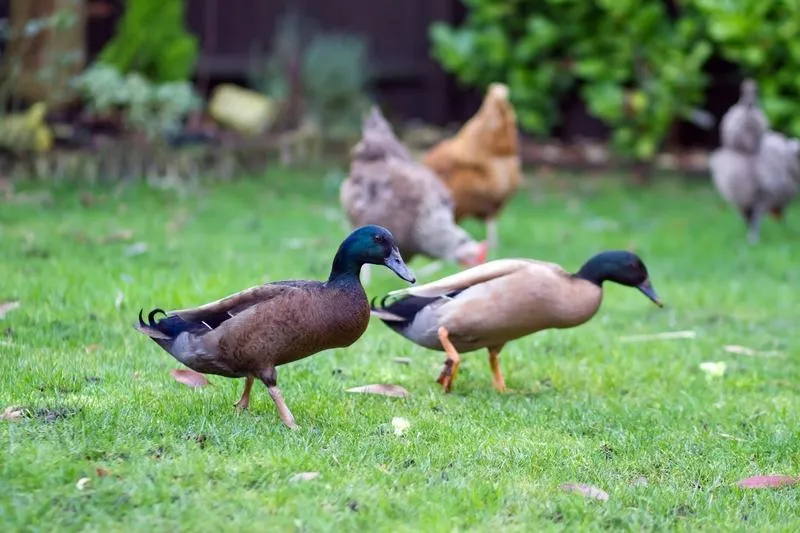 Keeping ducks
