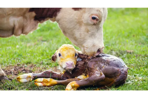What to have on hand for calving