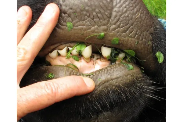 Conformation - teeth