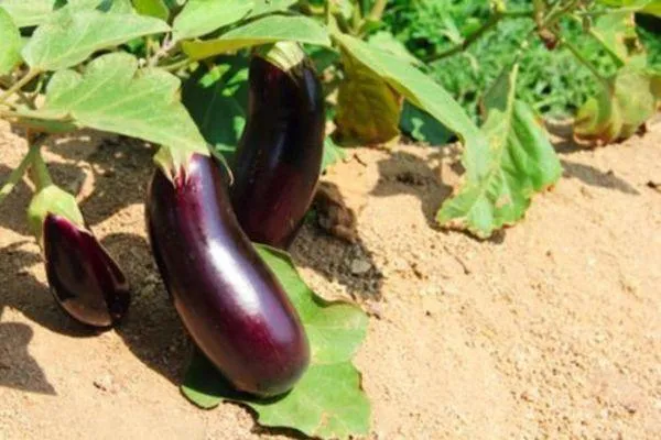 Growing Aubergine