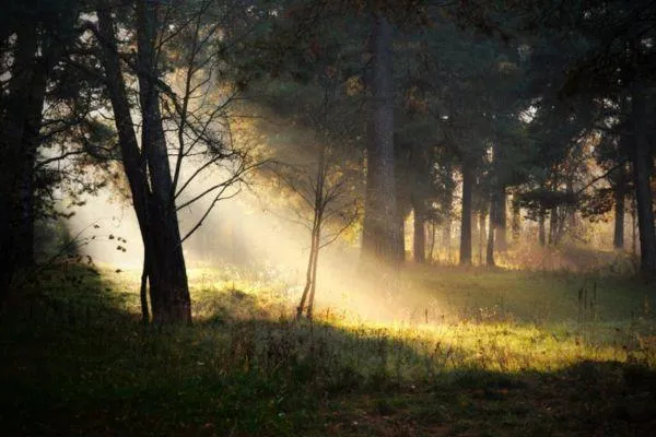 Trees