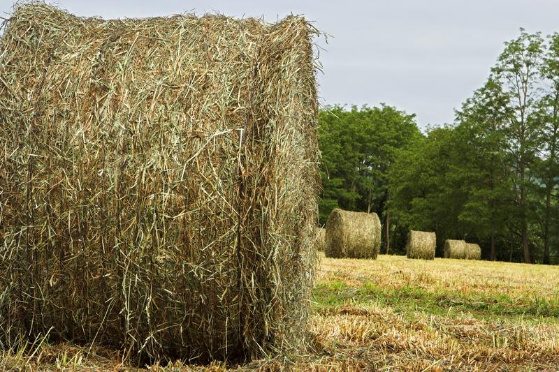 Hay - the good, the bad and the ugly