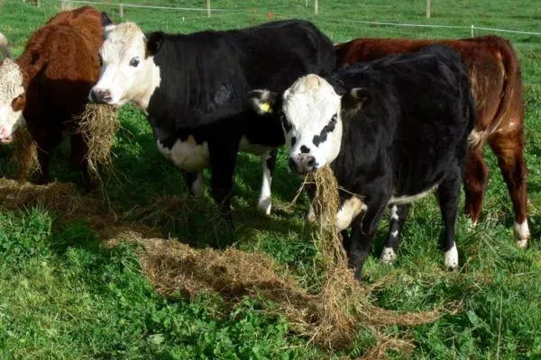 Buy silage with care