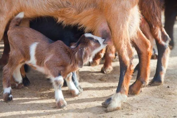 goats feeding from its mother