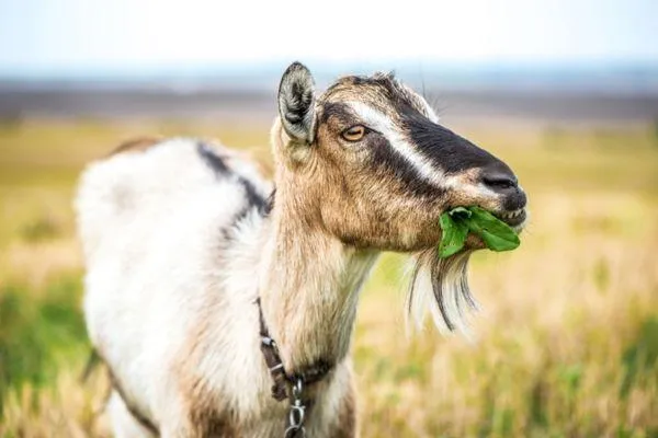 Goats and trace elements – to supplement or not?