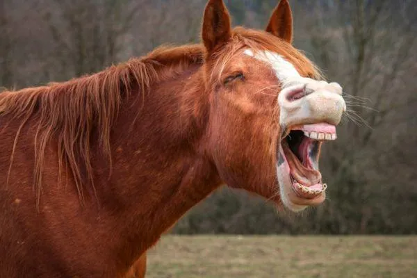 Horses can’t vomit, why not?