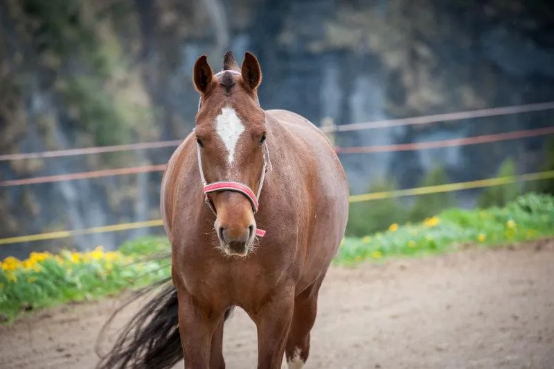 horse