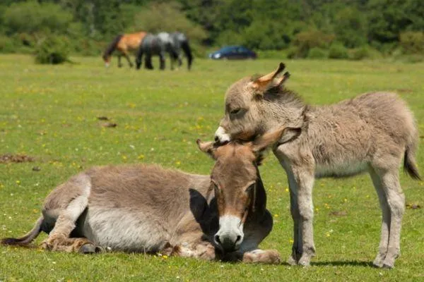 A donkey overview