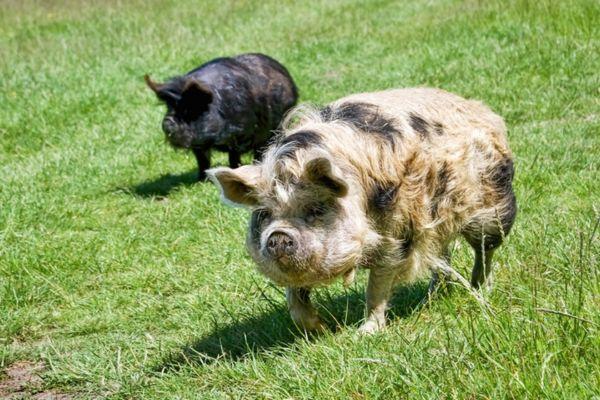 two kune kune pigs on grass