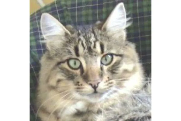 The Code of Welfare for Companion Cats – legal obligations for cat owners