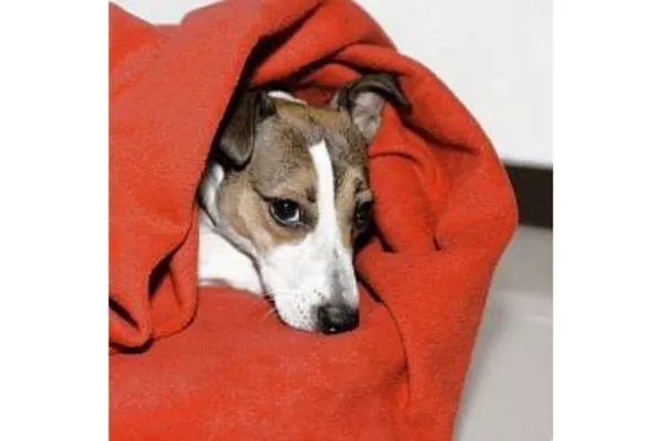 Dog inside an orange blanket