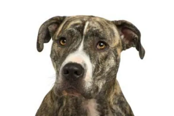 Dog with a black and white color