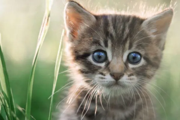 Dog and cat zoonoses (diseases we can catch from dogs and cats)