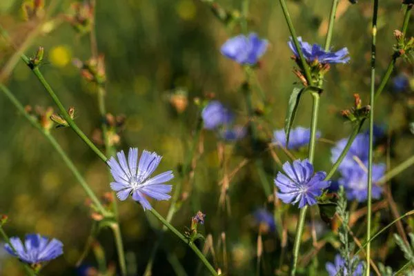 chicory flower in a pasture
