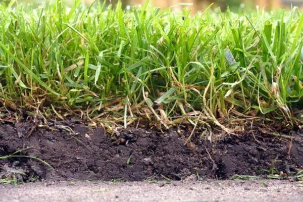 a cross section of pasture showing soil with grass roots below and the grass above